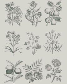 A.S. Decoupage Botanical Drawings