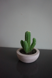 Cactus kaarsje