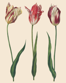 A.S. Decoupage Dutch Tulips