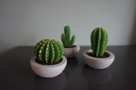 Cactus kaarsje