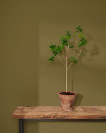 Wall Paint 2500 ml Olive
