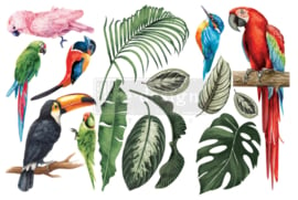 Transfer Redesign - Tropical Birds