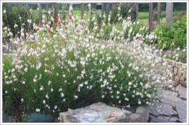 4 stuks Gaura  lindheimeri 'Whirling Butterflies