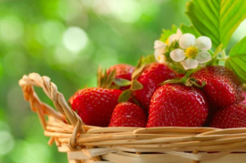 Senga aardbeiplanten A++ 20 planten