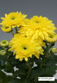 Snijchrysant Gompie Geel