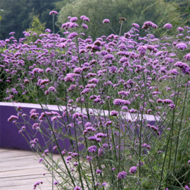 4 stuks Verbena bonariensis ‘Lollipop’