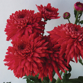 Snijchrysant Gompie Red