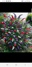 Buddleja tricolore Marga's Choice