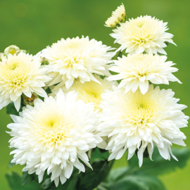 Snijchrysant Gompie White