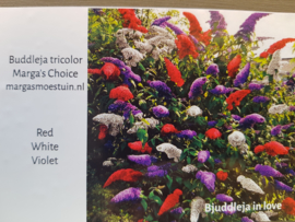 Buddleja tricolore Marga's Choice