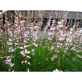 4 stuks Gaura  lindheimeri 'Whirling Butterflies