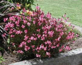 Gaura rose per 4 stuks