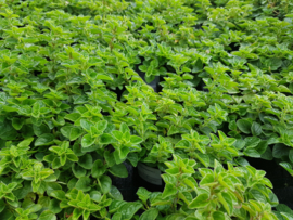 Origanum vulgare