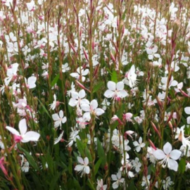 4 stuks Gaura  lindheimeri 'Whirling Butterflies