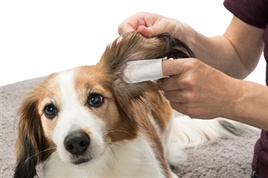 Ear Care Vingerpads