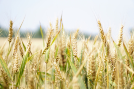 Gevoeligheid voor gluten