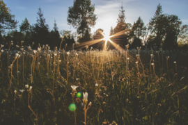 Vitamine D: wat is het en waar is het goed voor?