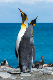 Pinguins op strand