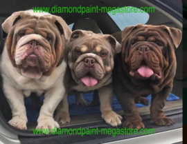 3 honden