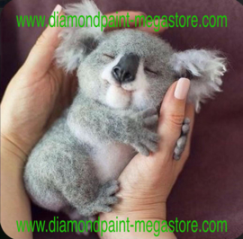 Koala in de hand