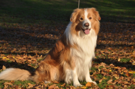 Border Collie