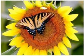 vlinder op zonnebloem
