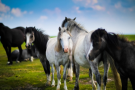 Zwart witte pony's op heuvel