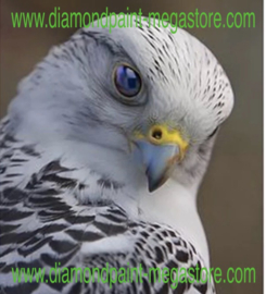 Falcon Arend