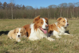 Bordercollie's met pup