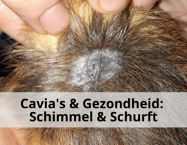 Cavia's & Gezondheid: Schimmel & Schurft