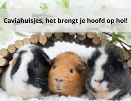 Caviahuisjes, het brengt je hoofd op hol!