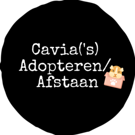 Cavia('s) adopteren / afstaan