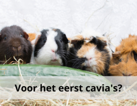 Voor het eerst cavia's?