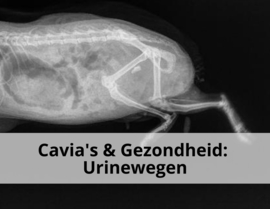 Caviah's & Gezondheid: Urinewegen