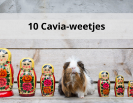 10 Cavia-weetjes