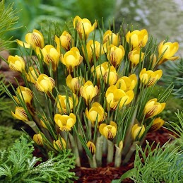 crocus geel