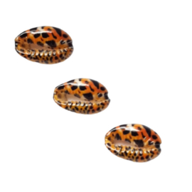 Kauri schelp met panter / luipaardprint